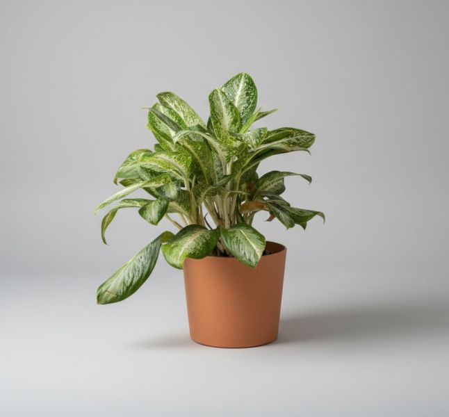 土橘白色塑料花盆 