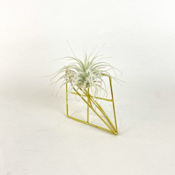 金色菱形架子 
