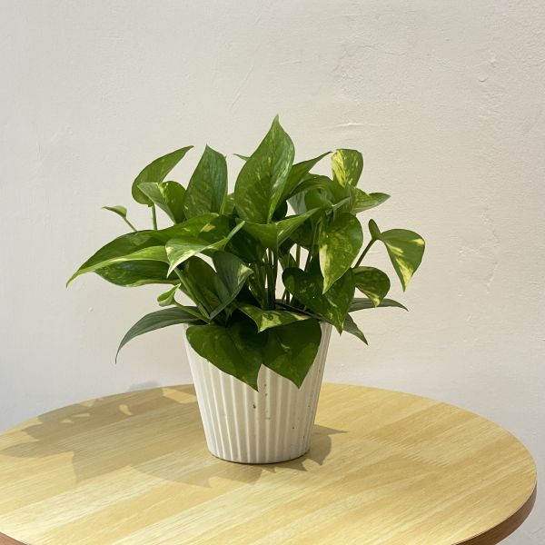 小植物01 
