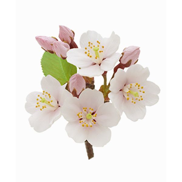 4A520『現貨』NOJ-日本的生物P3 IKIMON 扭蛋 轉蛋 