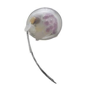 5A057『現貨』NTC圖鑑-深海生物珠鍊吊飾&磁鐵P2    IKIMON  扭蛋   轉蛋 