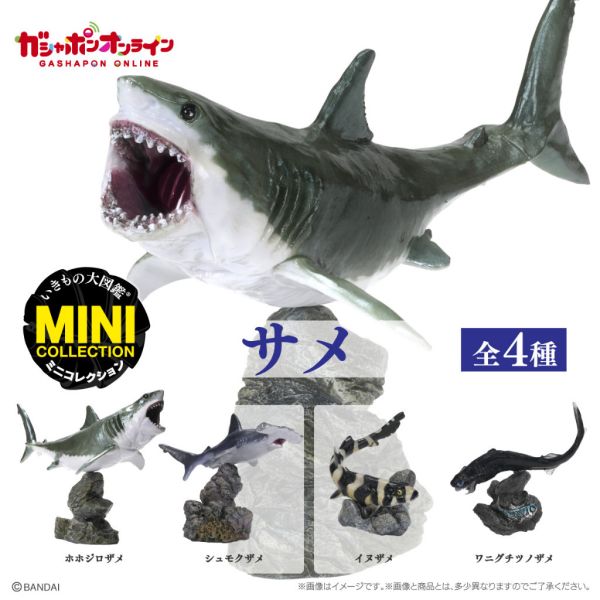 1A280『現貨』生物大圖鑑-鯊魚篇 BANDAI 扭蛋 轉蛋 