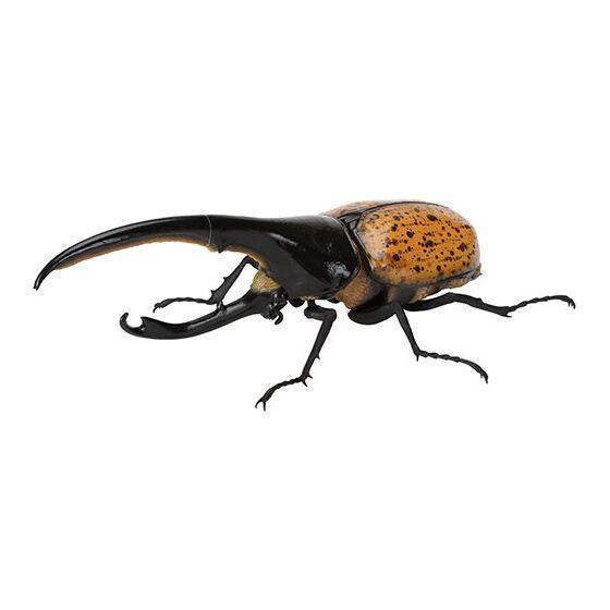 5A005『現貨』生物大圖鑑-獨角仙09  BANDAI 扭蛋   轉蛋 