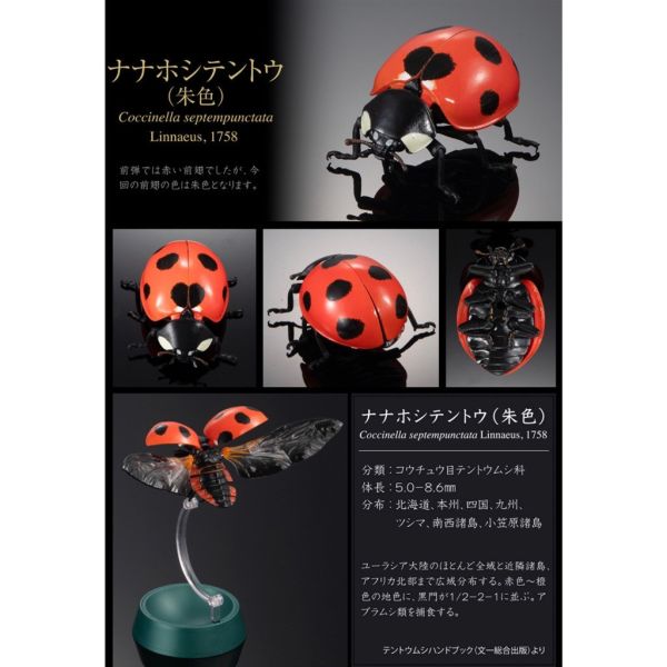 2A367『現貨』生物大圖鑑進擊-瓢蟲篇P2 BANDAI Premium 扭蛋 轉蛋 