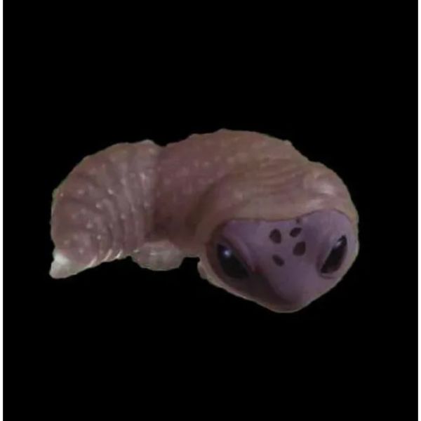 4A527『現貨』豹紋壁虎脫皮公仔 YELL 扭蛋 轉蛋 