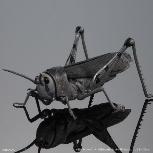 1A430『現貨』生物大圖鑑-蝗蟲篇 BANDAI 扭蛋 轉蛋 