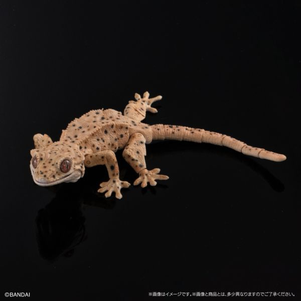 2A368『現貨』生物大圖鑑進擊-睫角守宮P2 BANDAI Premium 扭蛋 轉蛋 