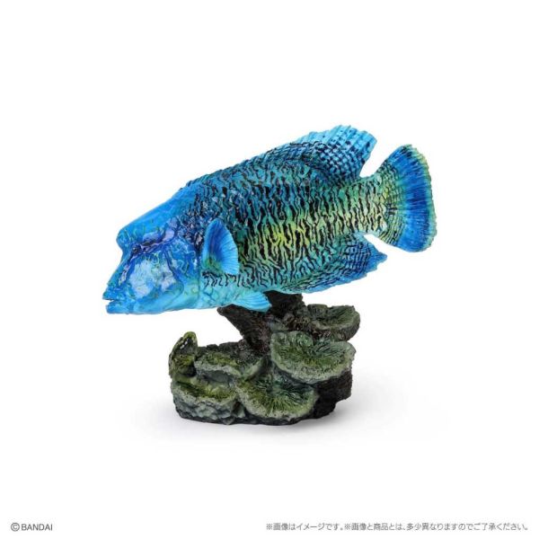 4A745『現貨』生物大圖鑑-珊瑚礁生物 BANDAI 扭蛋 轉蛋 