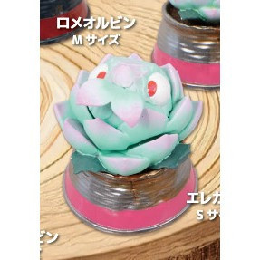 2A451『現貨』觀葉爬蟲類公仔 Qualia 扭蛋 轉蛋 