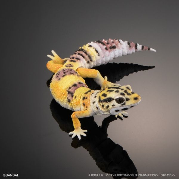 2A42『現貨』生物大圖鑑-犰狳蜥、鬃獅蜥、豹紋壁虎 、肥尾守宮 扭蛋 轉蛋 