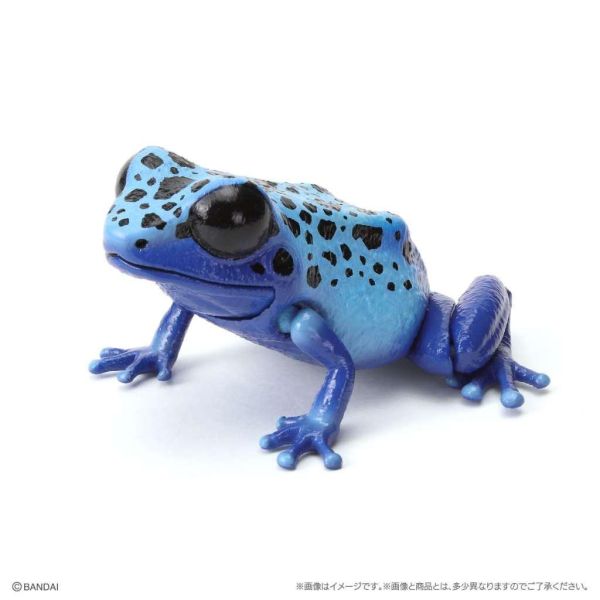 6A052『現貨』生物大圖鑑-箭毒蛙篇  BANDAI 扭蛋 轉蛋 