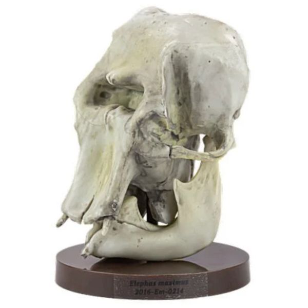 2A680『現貨』路上博物館特別展-植食性動物 SO-TA 扭蛋 轉蛋 