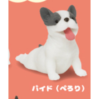 4A198『現貨』捏捏巨大法國鬥牛犬 KOROKORO 扭蛋 轉蛋 