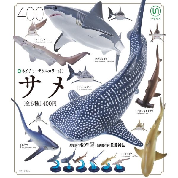 egb429『現貨』NTC生物模型-鯊魚篇 扭蛋 轉蛋 