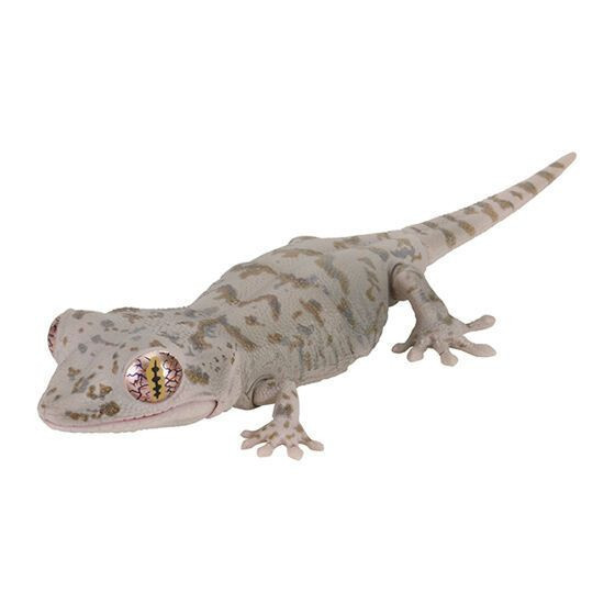 2A933『現貨』生物大圖鑑-多疣壁虎與鬃獅蜥 BANDAI 扭蛋 轉蛋 