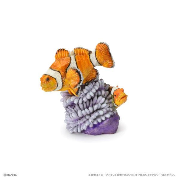 4A745『現貨』生物大圖鑑-珊瑚礁生物 BANDAI 扭蛋 轉蛋 