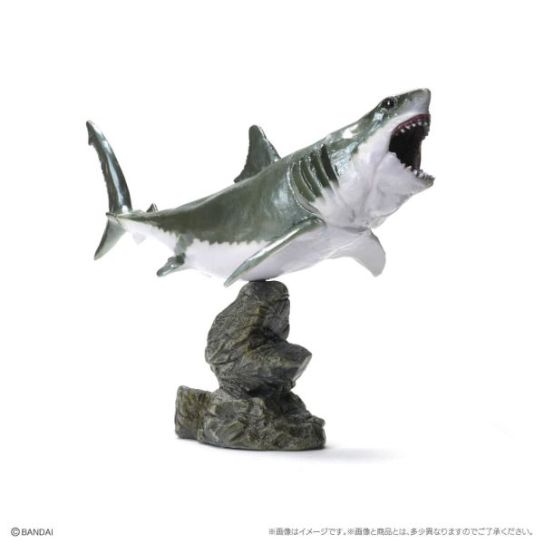 1A280『現貨』生物大圖鑑-鯊魚篇 BANDAI 扭蛋 轉蛋 