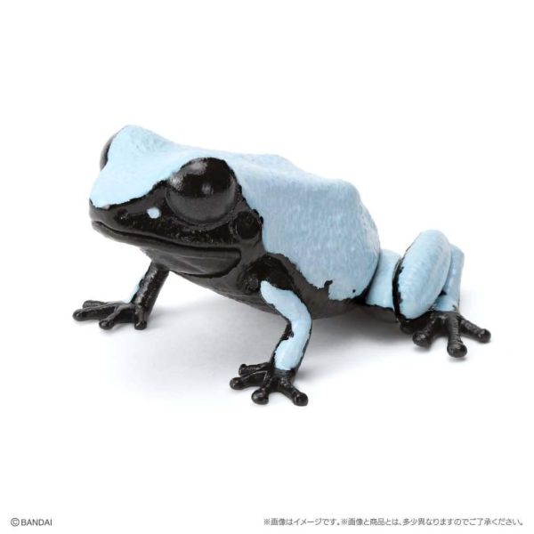 6A052『現貨』生物大圖鑑-箭毒蛙篇  BANDAI 扭蛋 轉蛋 