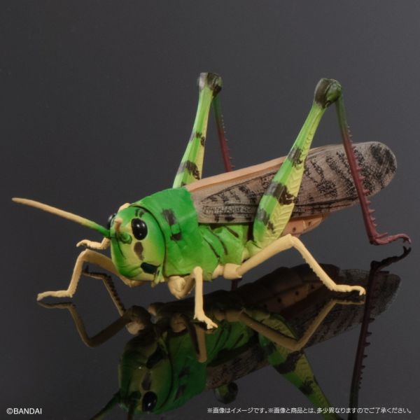 1A430『現貨』生物大圖鑑-蝗蟲篇 BANDAI 扭蛋 轉蛋 