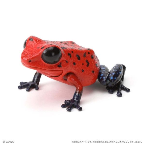 6A052『現貨』生物大圖鑑-箭毒蛙篇  BANDAI 扭蛋 轉蛋 