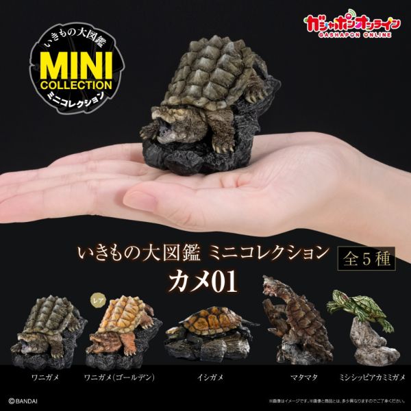 3A553『現貨』生物大圖鑑-烏龜P1 BANDAI 扭蛋 轉蛋 