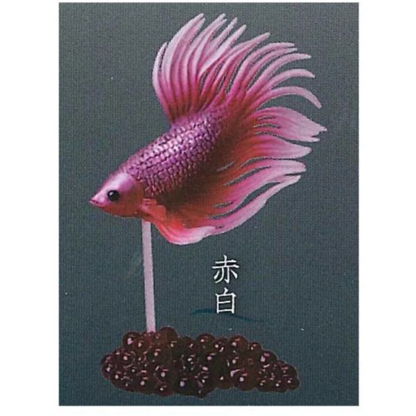 3A005『現貨』鬥魚~Betta~貳 Standstones 扭蛋 轉蛋 