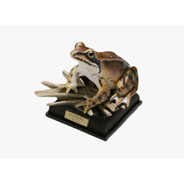 2A807『現貨』NTC圖鑑-日本蛙 特裝版 IKIMON 扭蛋 轉蛋 