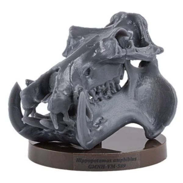 2A680『現貨』路上博物館特別展-植食性動物 SO-TA 扭蛋 轉蛋 