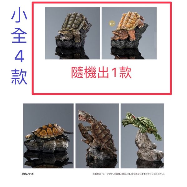 3A553『現貨』生物大圖鑑-烏龜P1 BANDAI 扭蛋 轉蛋 