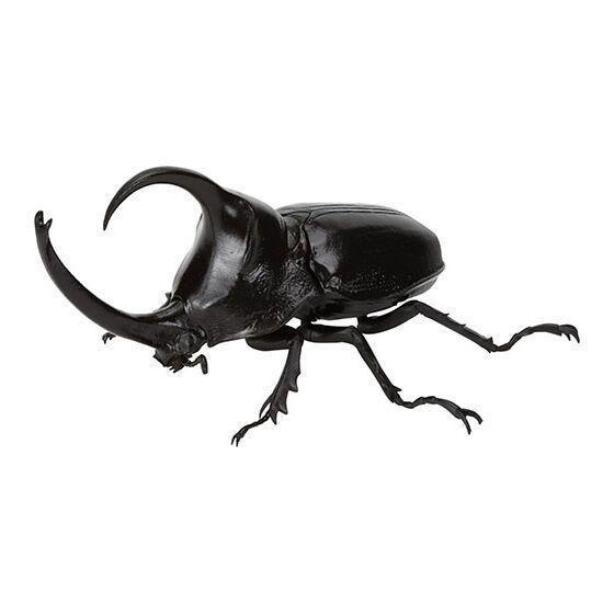 5A005『現貨』生物大圖鑑-獨角仙09  BANDAI 扭蛋   轉蛋 