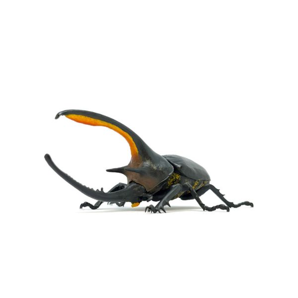 1A426『現貨』生物大圖鑑-昆蟲篇03 BANDAI 扭蛋 轉蛋 