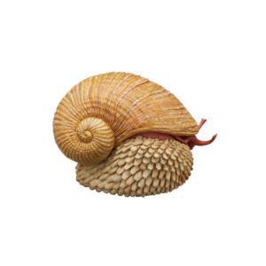 5A057『現貨』NTC圖鑑-深海生物珠鍊吊飾&磁鐵P2    IKIMON  扭蛋   轉蛋 