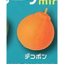 5A525『現貨』捏捏水果球mini  YELL  扭蛋   轉蛋 