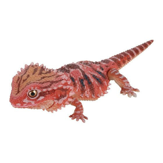 2A933『現貨』生物大圖鑑-多疣壁虎與鬃獅蜥 BANDAI 扭蛋 轉蛋 