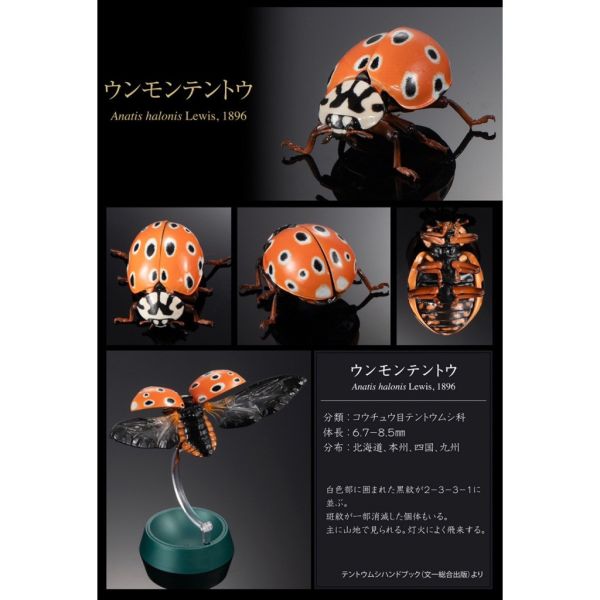 2A367『現貨』生物大圖鑑進擊-瓢蟲篇P2 BANDAI Premium 扭蛋 轉蛋 