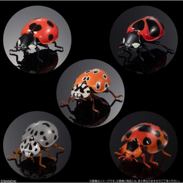 2A367『現貨』生物大圖鑑進擊-瓢蟲篇P2 BANDAI Premium 扭蛋 轉蛋 