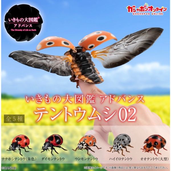 2A367『現貨』生物大圖鑑進擊-瓢蟲篇P2 BANDAI Premium 扭蛋 轉蛋 