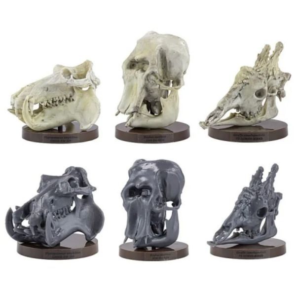 2A680『現貨』路上博物館特別展-植食性動物 SO-TA 扭蛋 轉蛋 