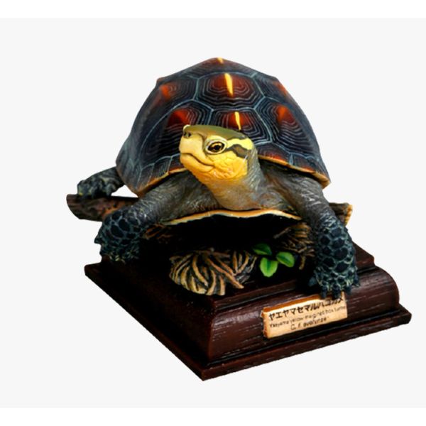 2A813『現貨』NTC圖鑑-日本烏龜 特裝版 IKIMON 扭蛋 轉蛋 