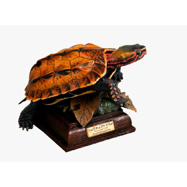 2A813『現貨』NTC圖鑑-日本烏龜 特裝版 IKIMON 扭蛋 轉蛋 