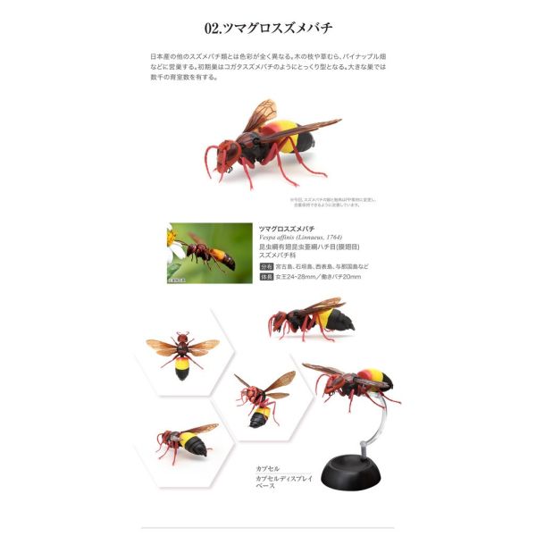 egb409『現貨』蜾蠃環保扭蛋 黃蜂 蜜蜂 胡蜂 虎頭蜂 扭蛋 轉蛋 