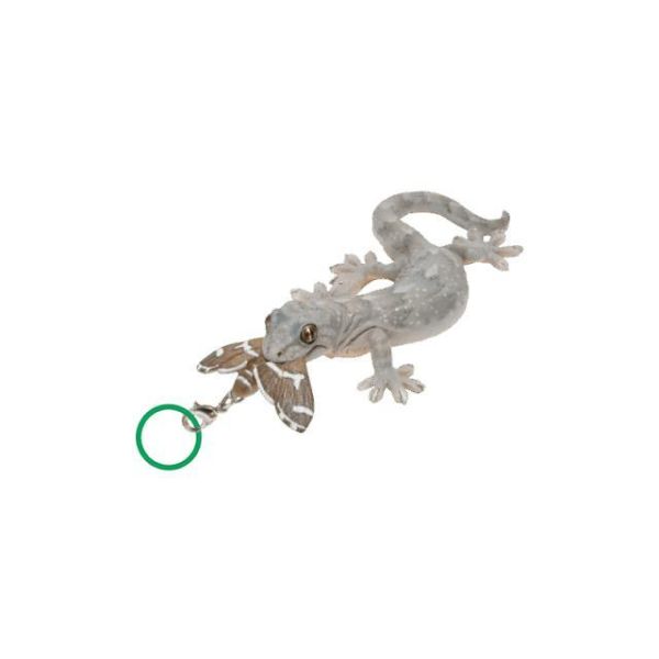 5A795『現貨』NTC-蜥蜴與壁虎造型吊飾   IKIMON  扭蛋   轉蛋 