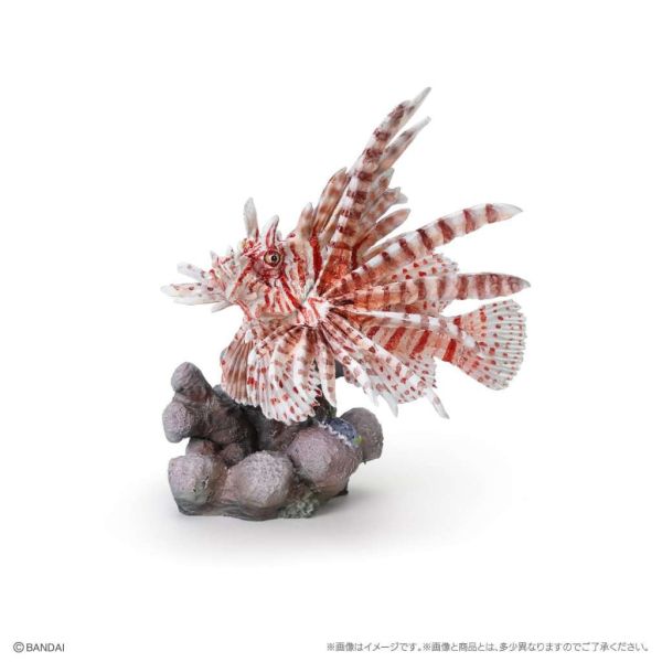 4A745『現貨』生物大圖鑑-珊瑚礁生物 BANDAI 扭蛋 轉蛋 