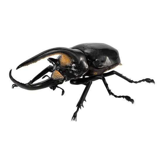 4A069『現貨』生物大圖鑑-獨角仙08 BANDAI 扭蛋 轉蛋 