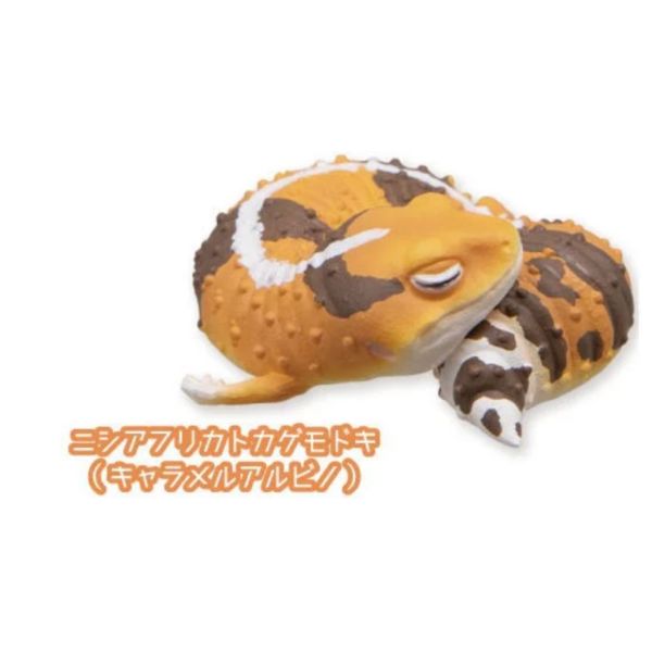 2A782『現貨』肥尾守宮與睫角守宮晚安公仔 Qualia 扭蛋 轉蛋 