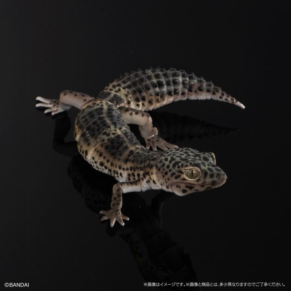 2A42『現貨』生物大圖鑑-犰狳蜥、鬃獅蜥、豹紋壁虎 、肥尾守宮 扭蛋 轉蛋 