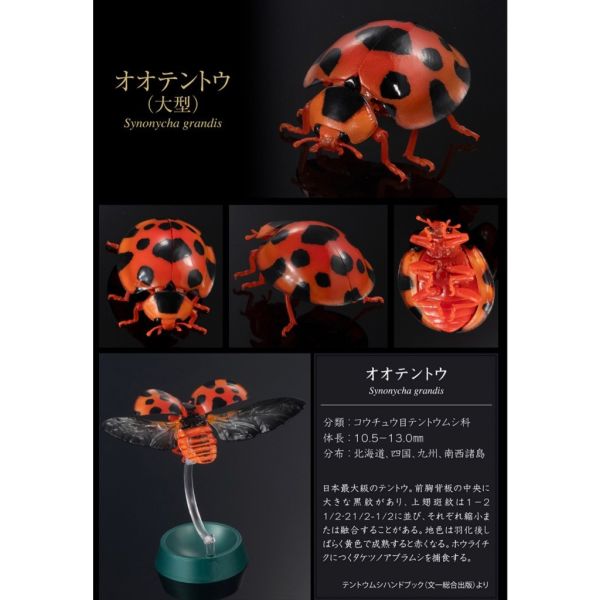 2A367『現貨』生物大圖鑑進擊-瓢蟲篇P2 BANDAI Premium 扭蛋 轉蛋 
