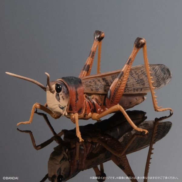 1A430『現貨』生物大圖鑑-蝗蟲篇 BANDAI 扭蛋 轉蛋 