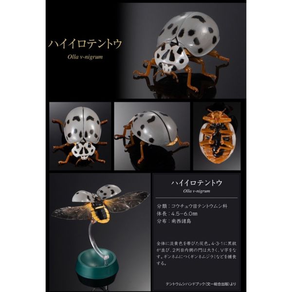 2A367『現貨』生物大圖鑑進擊-瓢蟲篇P2 BANDAI Premium 扭蛋 轉蛋 