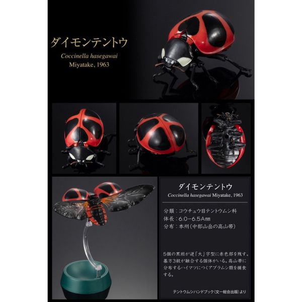 2A367『現貨』生物大圖鑑進擊-瓢蟲篇P2 BANDAI Premium 扭蛋 轉蛋 